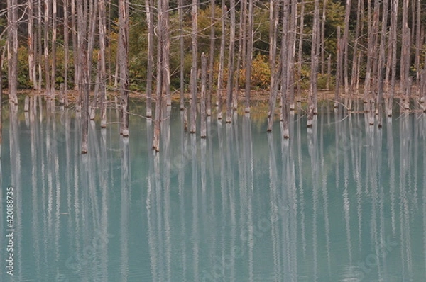 Obraz 立ち枯れの木々の中にある青池