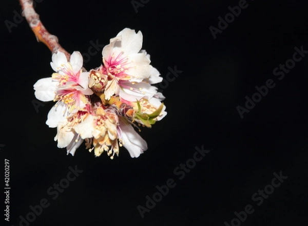Obraz Flor de almendro