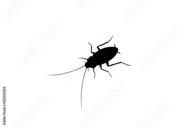 Obraz Silhouette Blatta