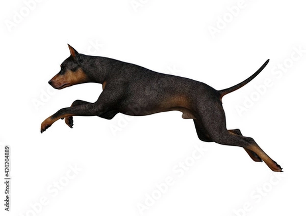 Fototapeta Doberman Pinscher dog on isolated white background showing various poses. Rendered for working with collages in photo editing programs. 3d rendering, 3d illustrations.