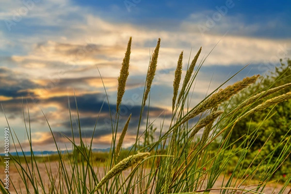 Obraz Gras am Strand
