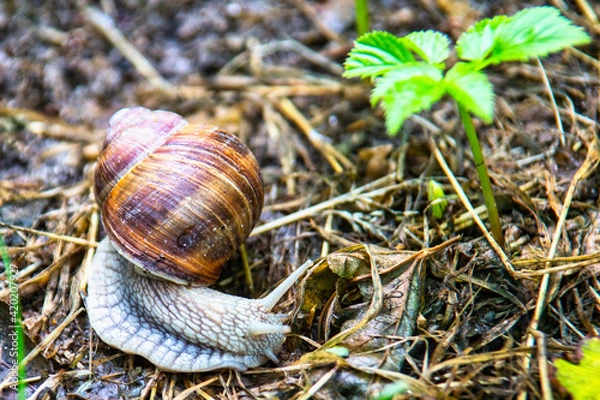 Obraz Weinbergschnecke