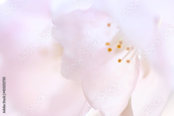 Obraz 桜の花のクローズアップ