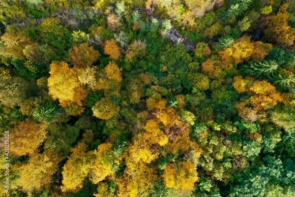 Fototapeta Foresta autunnale DJI