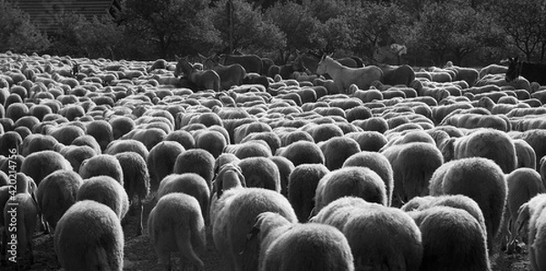 Fototapeta Pecore e muli