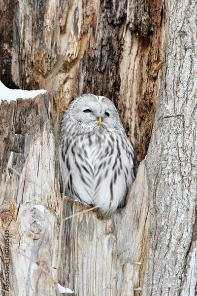 Obraz 厳冬の北海道の森、真昼、大樹のうろで休むフクロウ