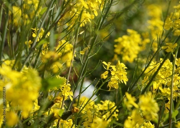 Fototapeta 道端の満開の菜の花
