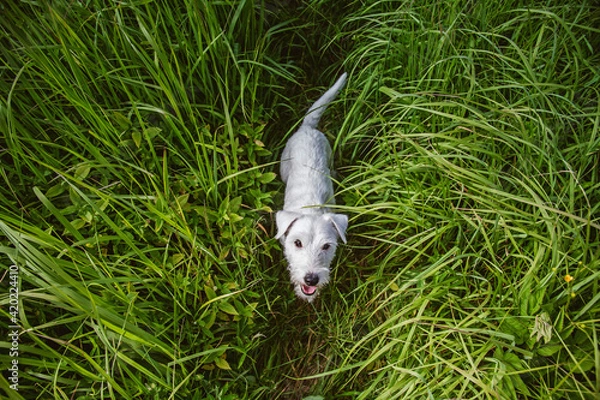 Fototapeta Portrait of a white dog.cute dog.parson terrier looks at the camera.