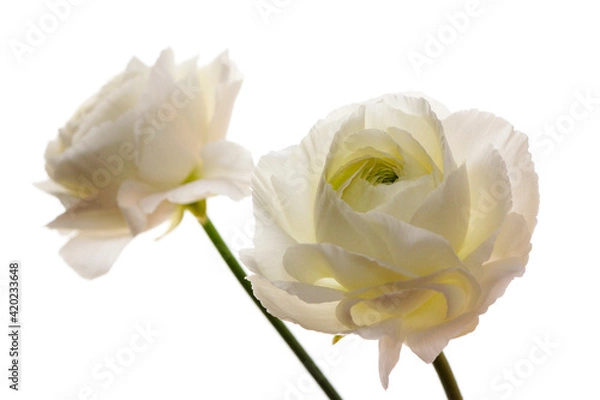 Fototapeta 白いラナンキュラス