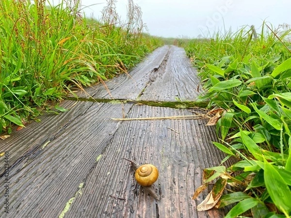 Obraz カタツムリ