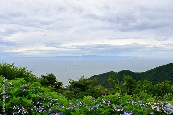 Obraz 紫陽花と海