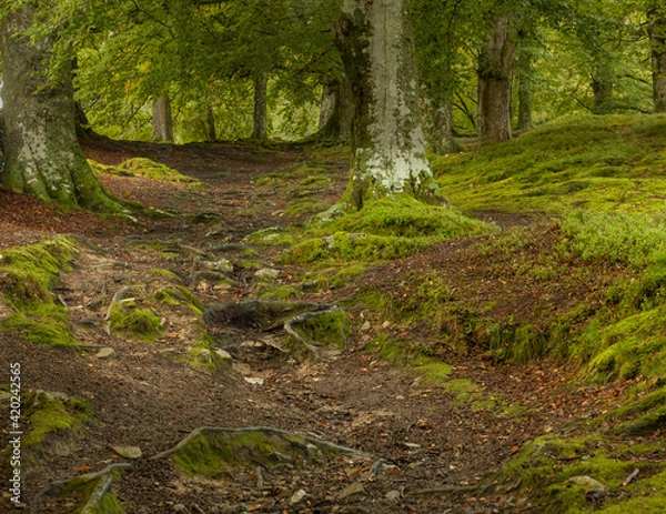 Obraz Pomiedzy bukami