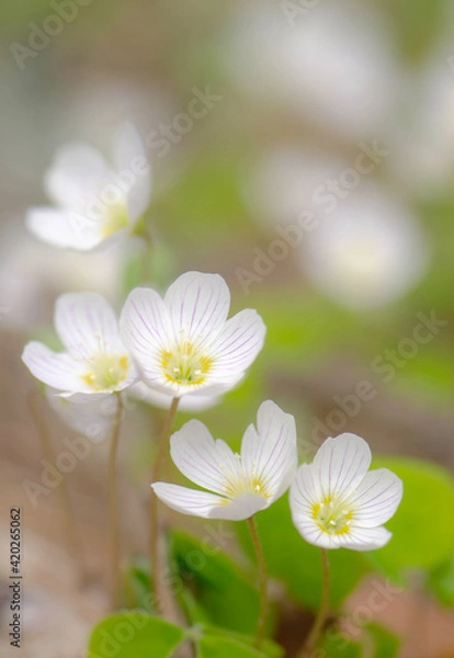 Obraz wild oxalis close up