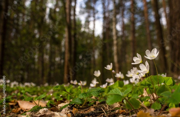Obraz blooming oxalis in the spring forest