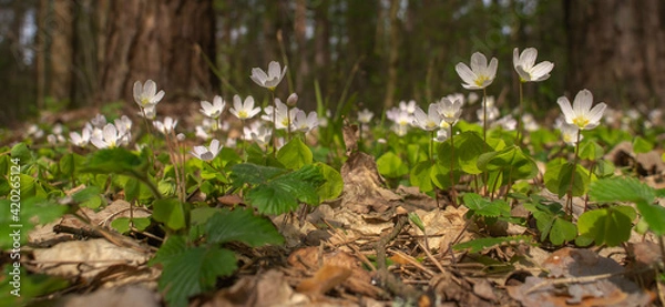 Obraz oxalis blooming in the forest close-up