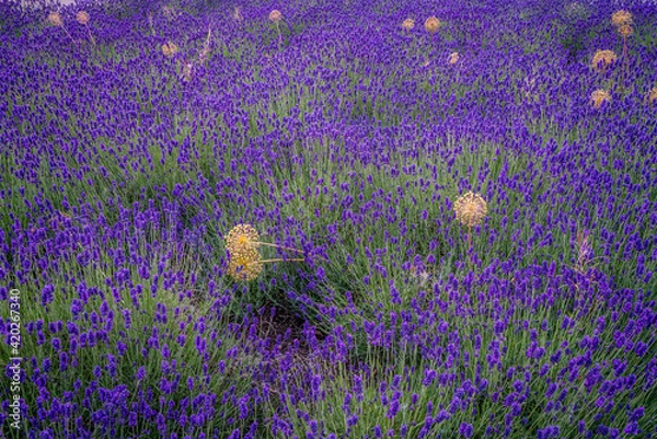 Obraz Purple Field