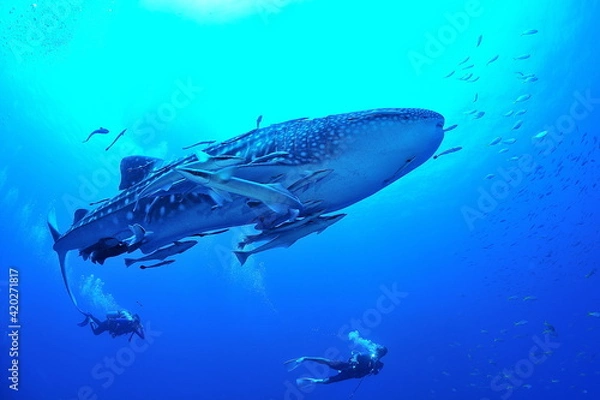 Fototapeta 悠々と泳ぐジンベイザメは世界最大の魚類