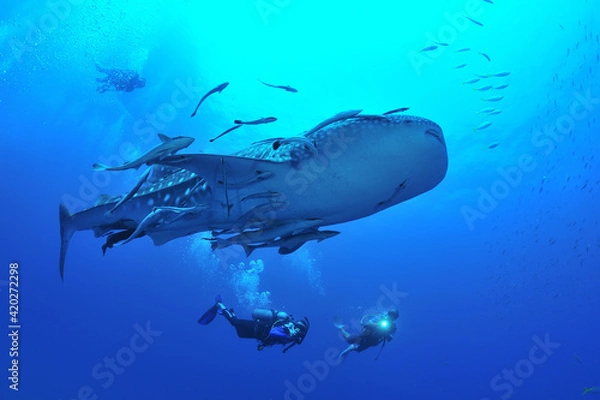 Fototapeta 悠々と泳ぐジンベイザメは世界最大の魚類