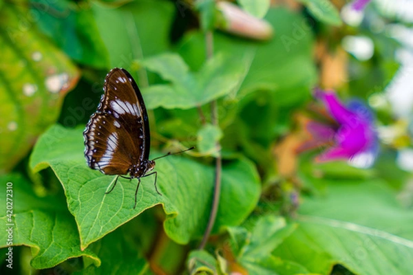 Obraz Ire Butterfly