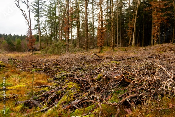 Obraz Cut brash, branches and trees at a clear felled coniferous forestry site