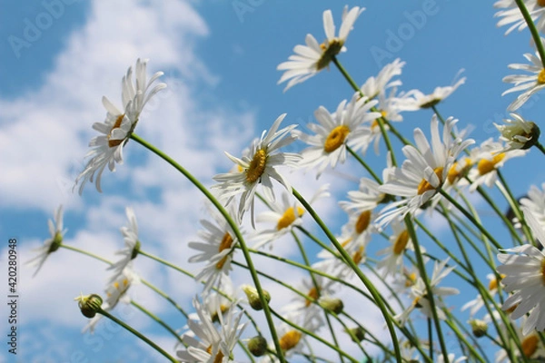 Obraz Blossoming white daisies