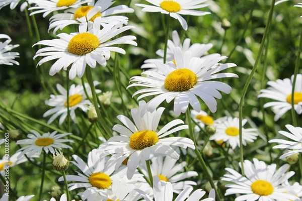 Obraz White daisies