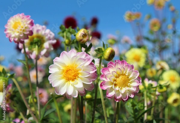 Obraz Blossoming white dahlias in garden