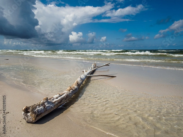 Fototapeta wild beach on the Baltic Sea