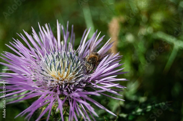Fototapeta Flor con abeja
