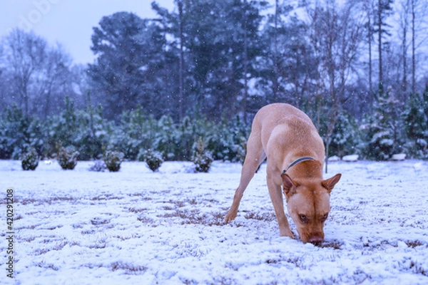 Obraz Dog Playing and Eating Snow