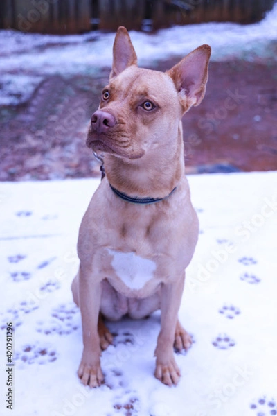 Obraz Brown Dog Portrait