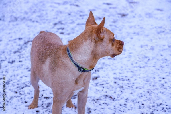 Obraz Dog Portrait In Snowy Backdrop