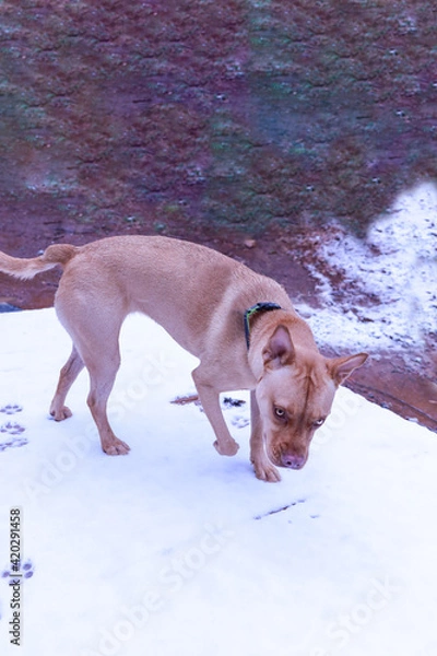 Obraz Puppy Walking On Snow