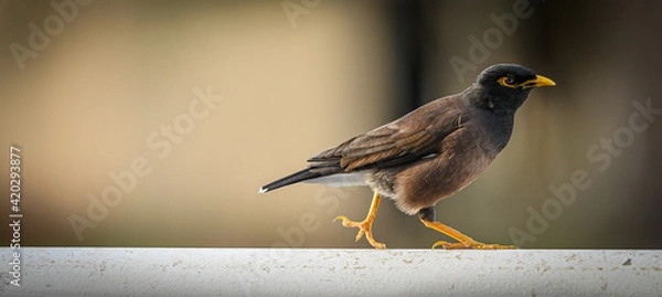 Fototapeta Small bard walking on a platform