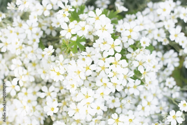 Fototapeta background of white jaskolka Cerastium flowers in the summer garden. Rapid flowering of groundcover flowers
