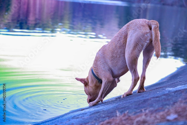 Obraz Dog Drinking From Lake