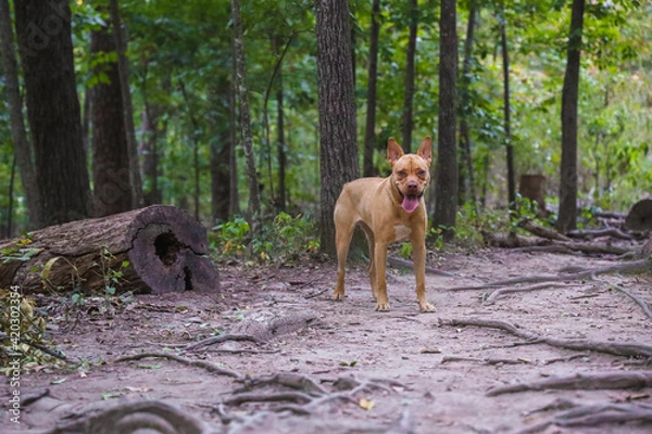 Obraz Cute Dog Smiling In The Woods