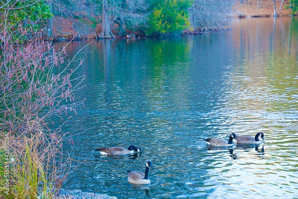 Obraz Ducks On The Lake