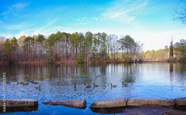 Obraz Ducks Swimming In Lake With Trees In the Background
