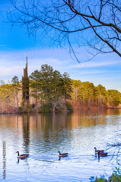 Fototapeta Ducks In A Lake With Trees In The Background