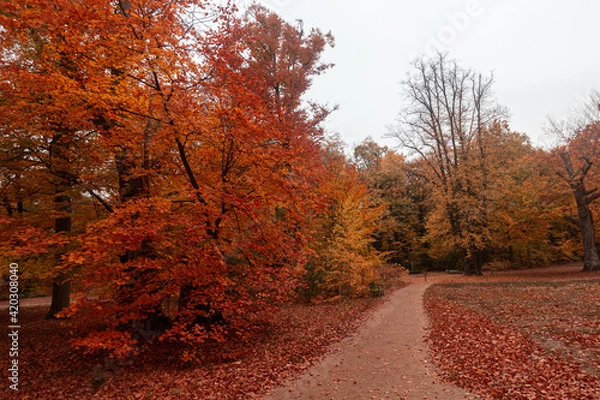 Fototapeta Autumn trees in the park