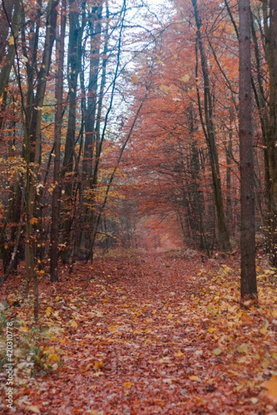 Fototapeta autumn in the woods in October