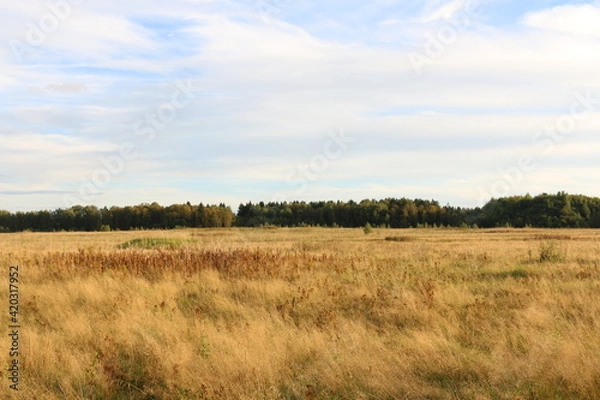 Obraz dry tall grass on the field. forest in the background. autumn, Russia