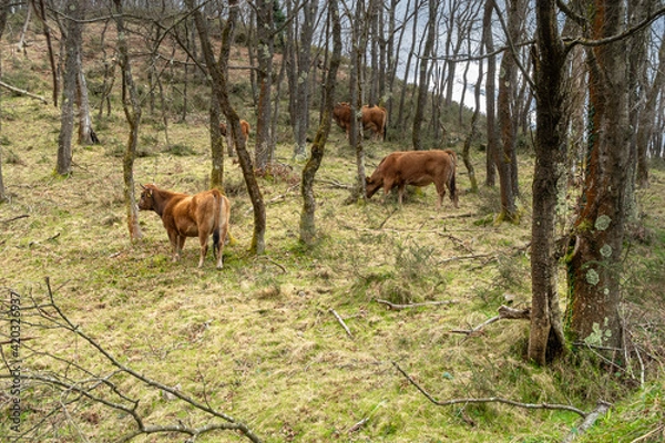 Fototapeta Cows grazing in the forest on a cloudy day