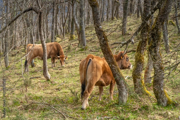 Fototapeta Cows grazing in the forest on a cloudy day