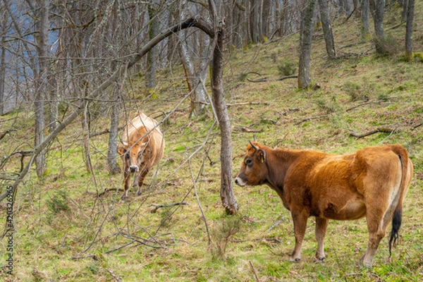 Fototapeta Cows grazing in the forest on a cloudy day