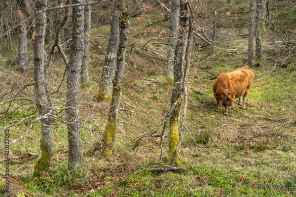 Fototapeta Cows grazing in the forest on a cloudy day