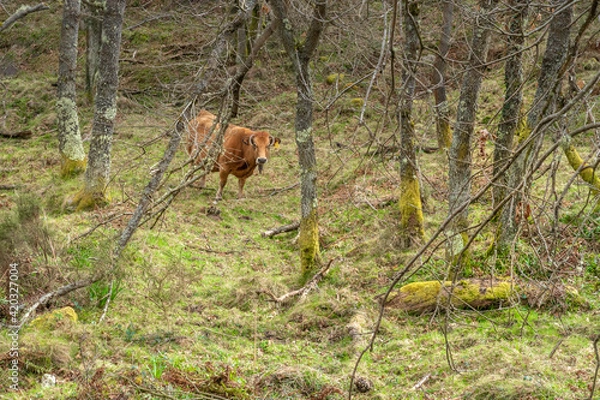 Fototapeta Cows grazing in the forest on a cloudy day