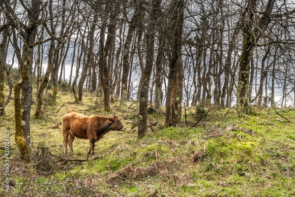 Fototapeta Cows grazing in the forest on a cloudy day