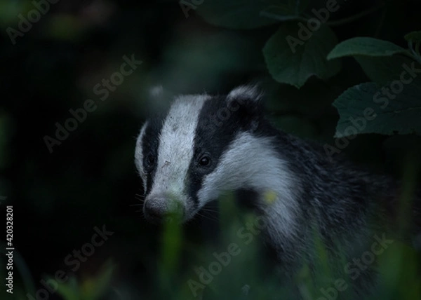 Fototapeta Meles meles or the badger in the environment
